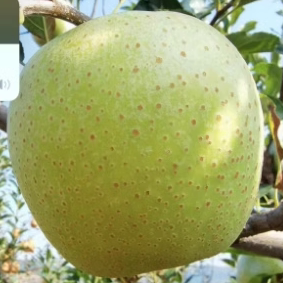 河北深州王林苹果日本青森脆甜孕妇新鲜水果应季现摘整箱