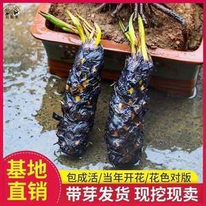 睡莲水培植物大小型水养睡莲根块苗荷花迷你四季花苗水草泥土盆栽