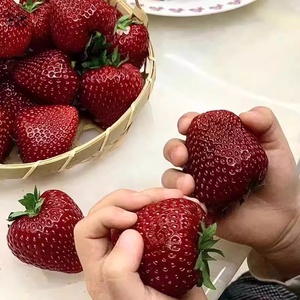【黑珍珠草莓盆栽】即将开花结果草莓可食用四季阳台草莓苗盆栽