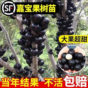 四季嘉宝果苗树沙巴艾斯卡南北方种植盆栽阳台庭院树葡萄苗果树苗