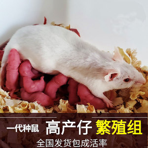 宠物活体小白鼠繁殖实验鼠健康全新繁殖组一公三母小白鼠可生小鼠