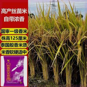 丝香优龙丝苗谷种优质高产杂交水稻种子抗倒抗病耐热米质好饭好吃