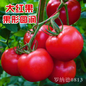 大红番茄种子大西红柿种孑蔬菜盆栽菜种籽高产大田抗病进口种源