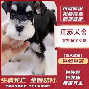 [江苏犬舍]纯种雪纳瑞幼犬迷你型活狗小体犬椒盐色宠物出售狗狗