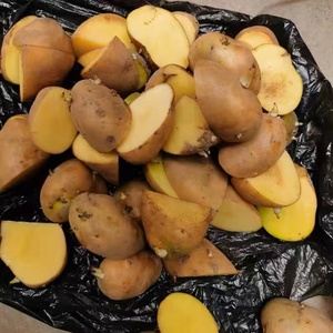 山东高产土豆种荷兰15黄心大土豆种子马铃薯种子脱毒原种种苗种薯