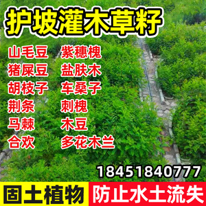 护坡固土灌木草籽紫穗槐种子刺槐树绿化斜山边坡高速公路植物草籽