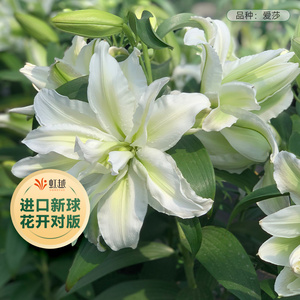 百合种球虹越荷兰进口重瓣香水百合花种球种籽四季阳台花园新现货