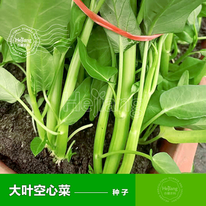 大叶空心菜种子种籽蕹菜通心菜春季四季阳台盆栽耐热蔬菜种孑大全