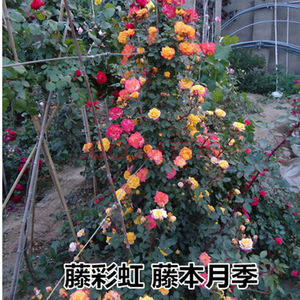 爬藤月季花苗攀援花卉藤本月季花苗【滕彩虹月季】庭院植物