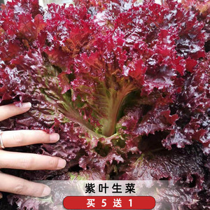 紫叶生菜种子罗莎红叶生菜沙拉即食蔬菜种籽阳台菜园四季播种易活