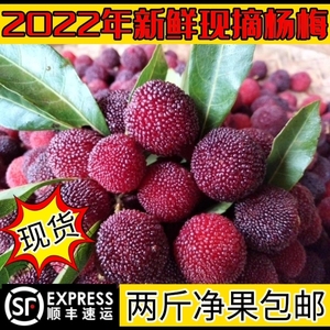 2022年广西新鲜杨梅现货现发孕妇酸甜水果两斤顺丰包邮