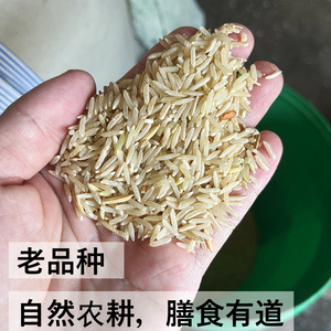 2023新米有机糙米农家糙米长粒新糙米自种胚芽米低脂纯素五谷杂粮