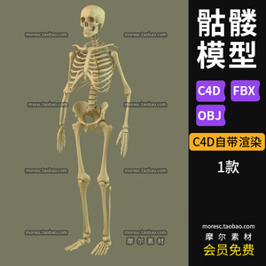 C4D骷髅人体骨骼骨头三维3d模型骨架fbx/ob格式素材MX274