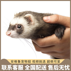 水獭宠物小活 水獭宠物小活品牌 价格 阿里巴巴