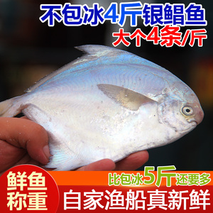 海捕大银鲳鱼4斤(4条/斤)渤黄海新鲜活冷冻金海鲜水产深海银昌鱼