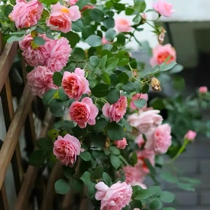 舍农索城堡的女人爬墙藤本月季大花浓香四季开花低维护阳台庭院花