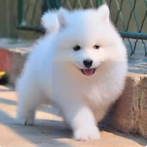 纯种萨摩耶幼犬活体熊版大白熊雪橇犬高智商犬白色好养的宠物狗狗