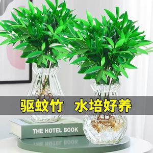 水培驱蚊竹富贵竹水养植物竹柏办公室内好养绿植花卉盆栽四季常青