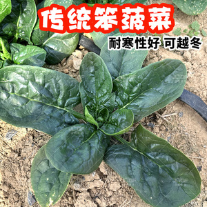 农家笨菠菜籽种秋冬耐寒趴地肉菠菜种孑四季圆叶红根塌地土波菜子