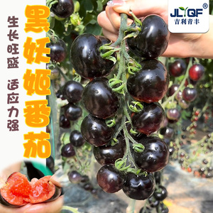 黑番茄种子紫西红柿苗黑珍珠种籽樱桃西黑柿春四季蔬菜种孑大全