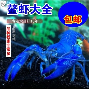 水族虾淡水蓝龙虾宠物虾蓝虾活的天空蓝魔鳌虾蓝色龙虾观赏虾