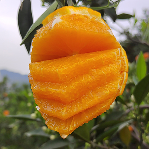 伦晚脐橙新鲜时令当季水果现摘手剥橙秭归特产爆汁甜橙子9斤包邮
