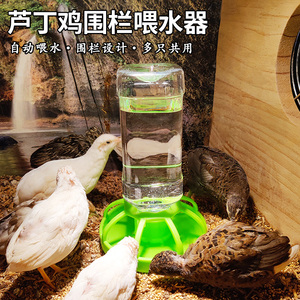 芦丁鸡自动陶瓷饮水器鸽子鹦鹉鸟用围栏喂水器喂食器食槽食盆水壶