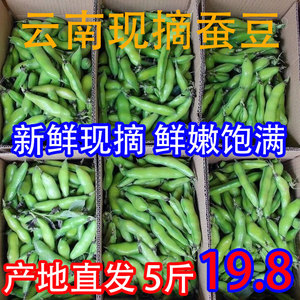 云南带壳新鲜生蚕豆10斤胡豆罗汉豆蔬菜农家自种现摘现发青豆整箱