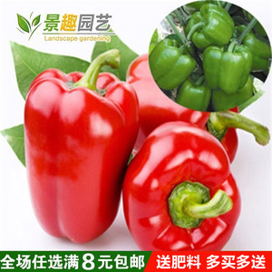 蔬菜种子 超大甜椒 常丰大甜椒种子 辣椒种子 阳台种菜种子四季播