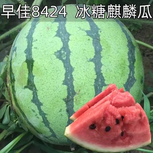 8424麒麟无籽美都西瓜种籽大全种子水果瓜果苗小南方蔬菜苗秧种孑