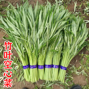 台湾竹叶空心菜种子四季蔬菜种子空心菜籽种孑水上苗带根种籽春季