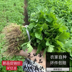 广东潮汕益母草坤草菜农家自种新鲜蔬菜1斤装,6斤包邮可混合搭配