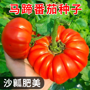 马蹄番茄种子沙瓤菊花番茄巨型牛排番茄西红柿种籽阳台盆栽蔬菜孑