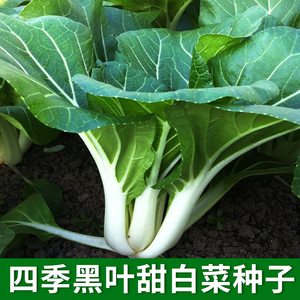 四季黑叶甜白菜种子中脚葵扇小白菜种籽农家菜园阳台盆栽蔬菜孑
