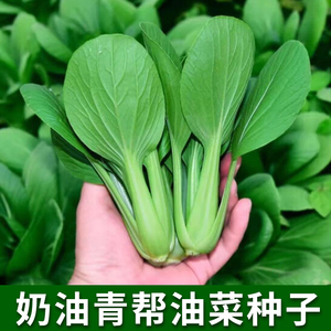奶油青帮油菜种子四季播种鸡毛菜上海青种籽农家菜园庭院蔬菜种孑