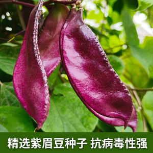 紫扁豆种子紫眉豆紫红色早熟豆种冬季春秋四季短豇豆盆栽蔬菜种孑