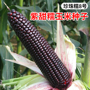 珍珠糯8号黑玉米种子非转基因紫糯玉米粘苞谷种籽农家田园蔬菜种