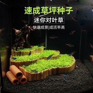 水草种子活体水族造景大对叶迷你对叶鱼缸前景草速成草坪牛毛种子