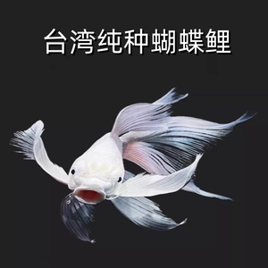 台湾纯种白色蝴蝶鲤球形短身锦鲤长尾龙风鱼淡水冷水观赏精品贵妃