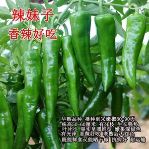 湖南超辣辣妹子 可留种土辣椒种子 青椒红椒干椒高产春季四季蔬菜