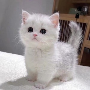 银渐层幼猫活体蓝眼睛银点长不大的纯种曼基康矮脚折耳英短蓝白猫