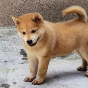 纯种中华田园犬广西土猎狗柴犬大头虎斑犬五黑狗幼犬宠物狗狗活体