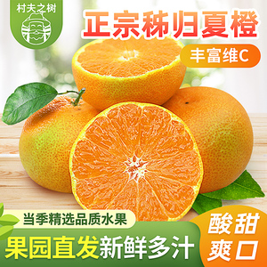 湖北宜昌秭归夏橙酸甜可口橙子应季水果新鲜采摘大果直径70-85mm