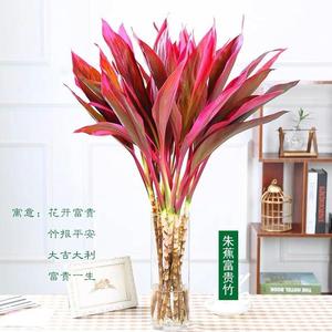 富贵竹水培植物紫绿竹春季红细杆植物花卉盆栽新年装饰品