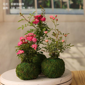 水中美人带花苞迷你超微型月季苔藓球玫瑰姬月季阳台桌面绿植花卉