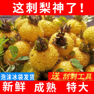 2023年5斤新鲜刺梨鲜果维C水果贵州野生特产稀缺水果超大特大刺梨