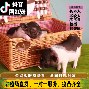 泰国小香猪宠物猪粉色迷你猪好养活体观赏网红纯种活猪萌宠活的猪