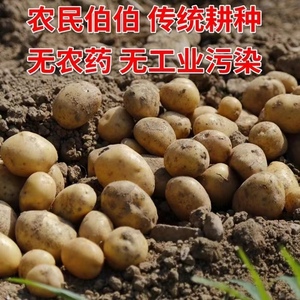 东北土豆农家自种马铃薯新鲜蔬菜面土豆黄心黄麻子土豆5斤