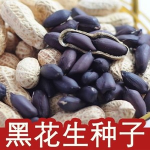 富硒带壳黑花生原装正品种子黑珍珠紫皮花生农家自种黑花生米种子