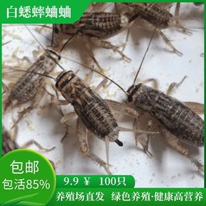 白蟋蟀蛐蛐活体饲料油葫芦针头守宫鬃狮树蛙龙鱼蜘蛛画眉爬宠食物